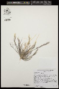 Aristida adscensionis image