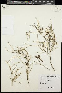 Acacia aneura var. aneura image