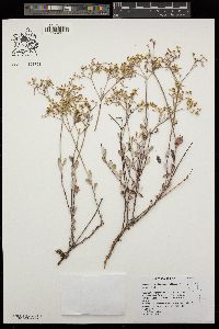 Eriogonum microtheca var. ambiguum image