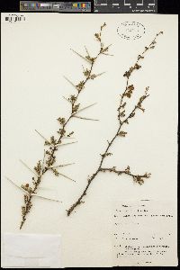 Image of Senegalia caesia