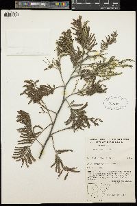 Acacia dealbata image