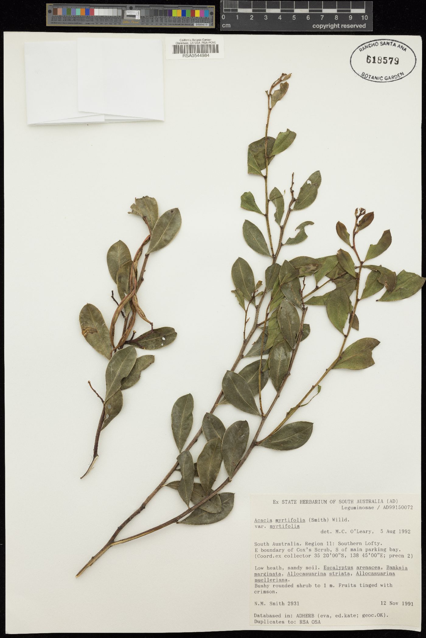 Acacia myrtifolia image