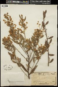 Acacia myrtifolia image