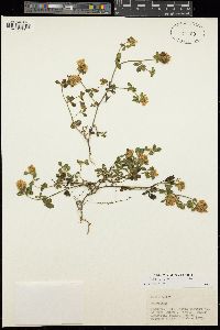 Trifolium pallidum image