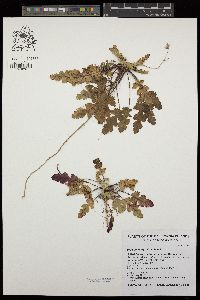 Erodium botrys image