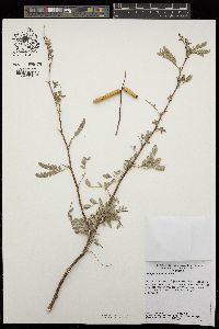 Prosopis pubescens image