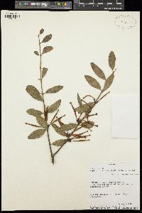 Tapinanthus oleifolius image
