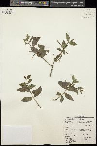 Tapinanthus rubromarginatus image