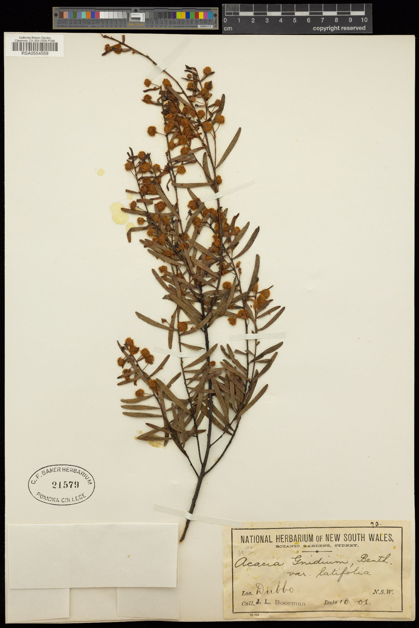 Acacia gnidium image