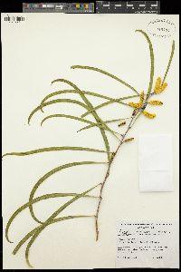 Acacia lasiocalyx image