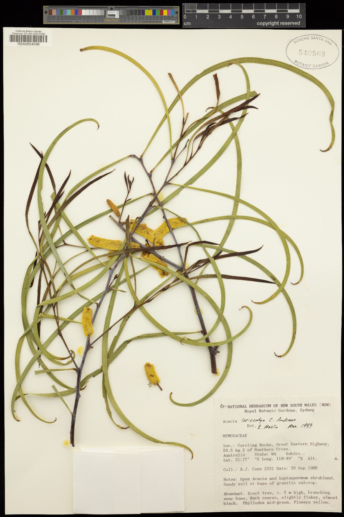 Acacia lasiocalyx image