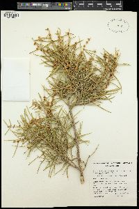 Acacia sessiliceps image