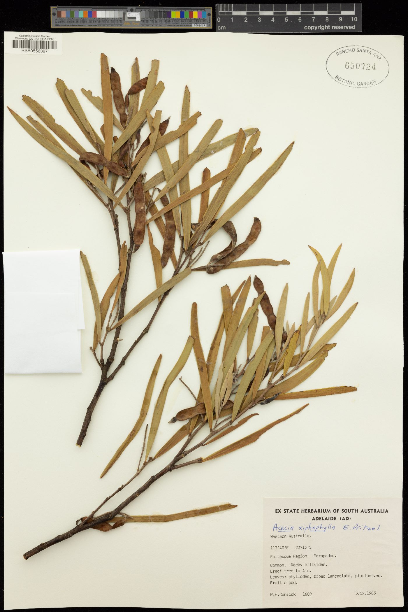 Acacia xiphophylla image