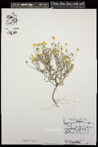 Eriophyllum ambiguum var. paleaceum image