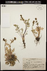 Artemisia norvegica subsp. saxatilis image