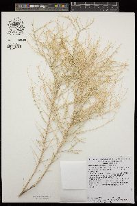 Atriplex polycarpa image