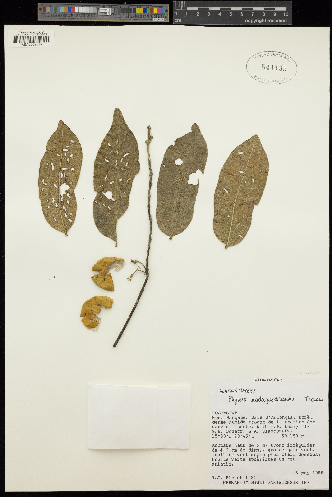 Physenaceae image