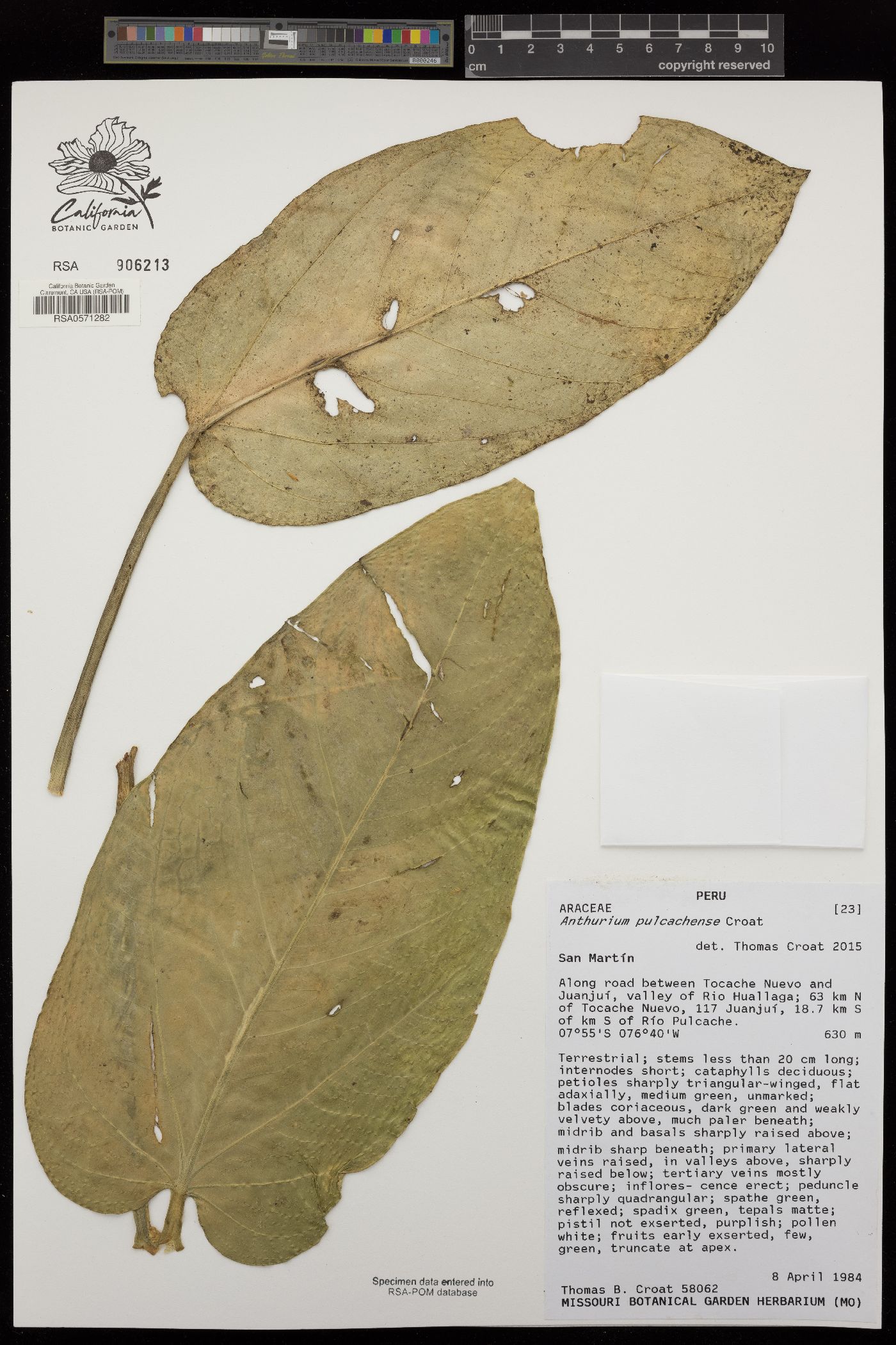 Anthurium pulcachense image