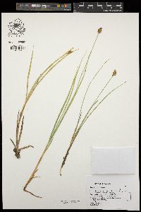 Carex simulata image