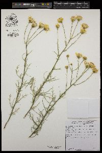 Senecio flaccidus var. douglasii image