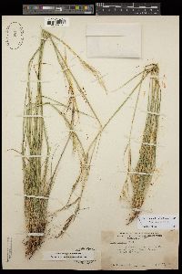 Stipa pulchra image