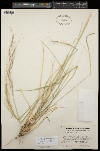 Stipa pulchra image