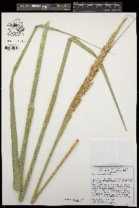 Elymus condensatus image