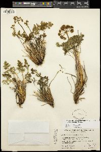 Cymopterus panamintensis var. panamintensis image