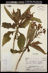Nicotiana setchellii image