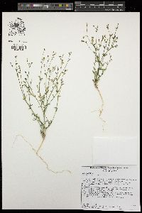 Gilia sinuata image