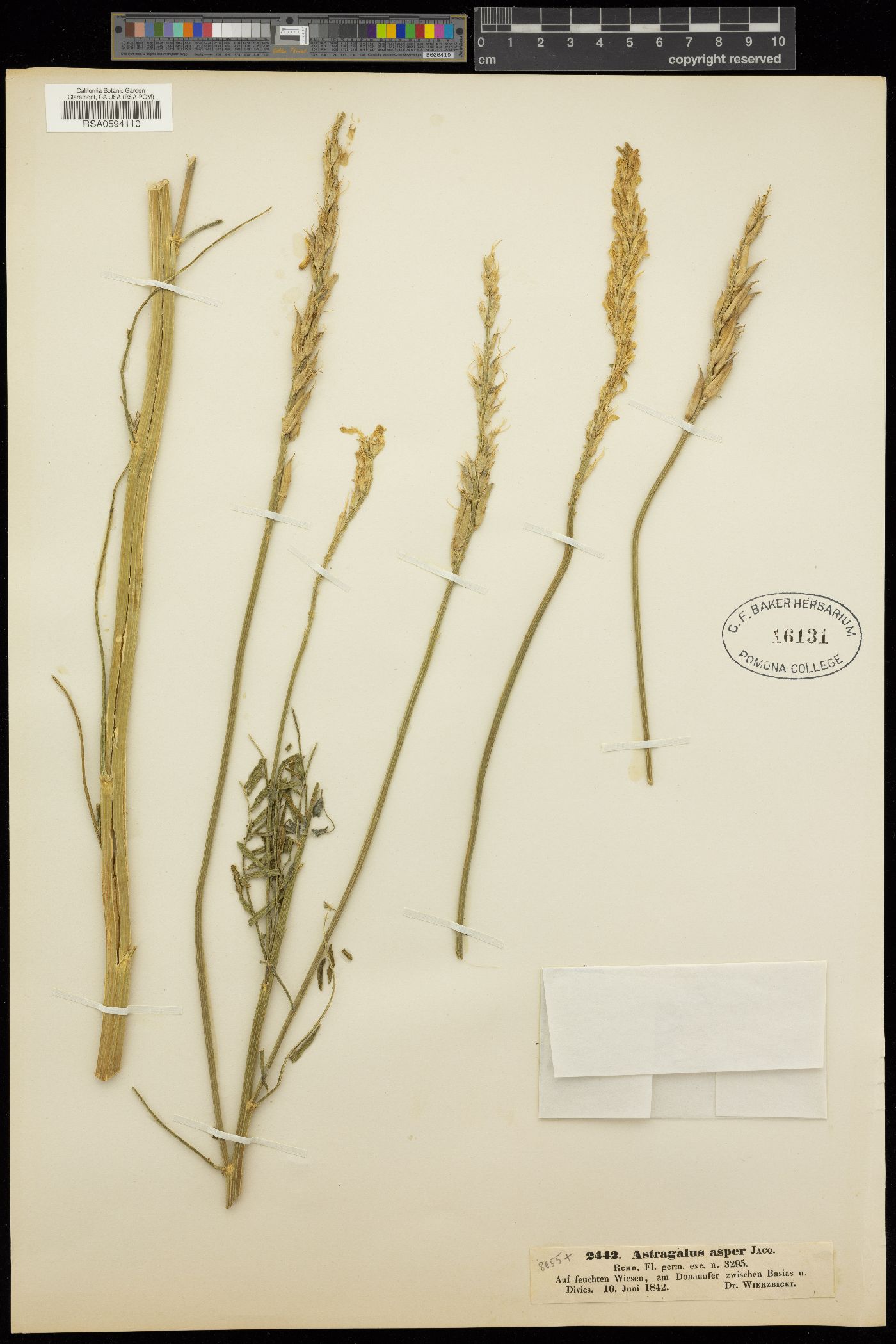 Astragalus asper image