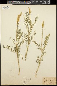 Astragalus asper image