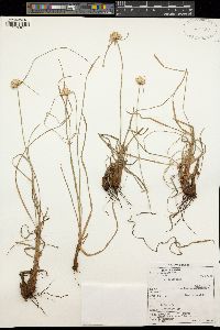 Cyperus niveus var. leucocephalus image