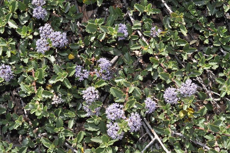 Ceanothus pinetorum image