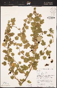 Ribes thacherianum image