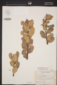 Rhus integrifolia image