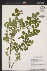 Rosa californica image