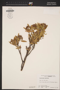 Vauquelinia pauciflora image