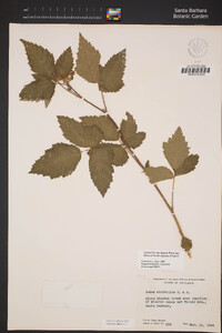 Rubus ursinus image