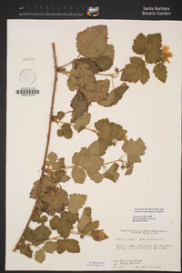 Rubus ursinus image