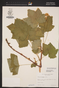 Rubus parviflorus image