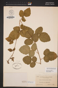 Rubus ursinus image