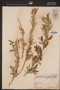 Salix laevigata image