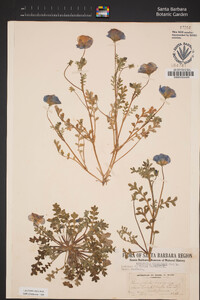 Nemophila menziesii image