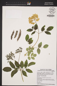 Sambucus nigra image