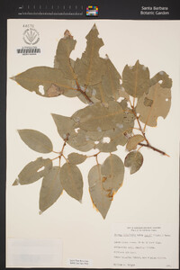 Prunus ilicifolia subsp. lyonii image