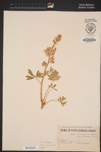 Lupinus albifrons var. albifrons image