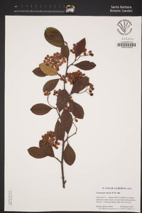 Cotoneaster lacteus image