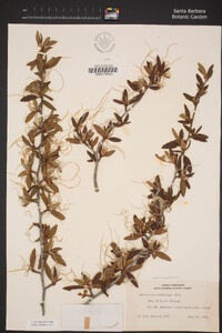 Cercocarpus ledifolius var. intermontanus image