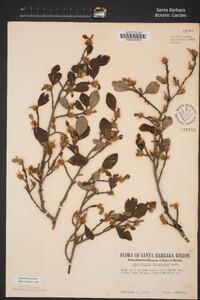 Cercocarpus betuloides image